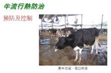 <牛流行熱>行政院農委會 動物防疫宣導資料